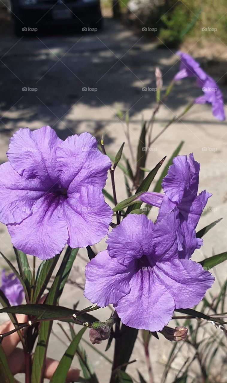 spring, wild flowers beautiful colors, wallpaper, natural, purple