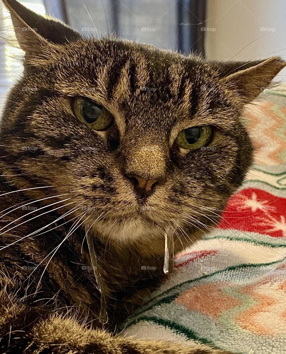 A brown tabby cat with a strand of drool hanging out of her mouth