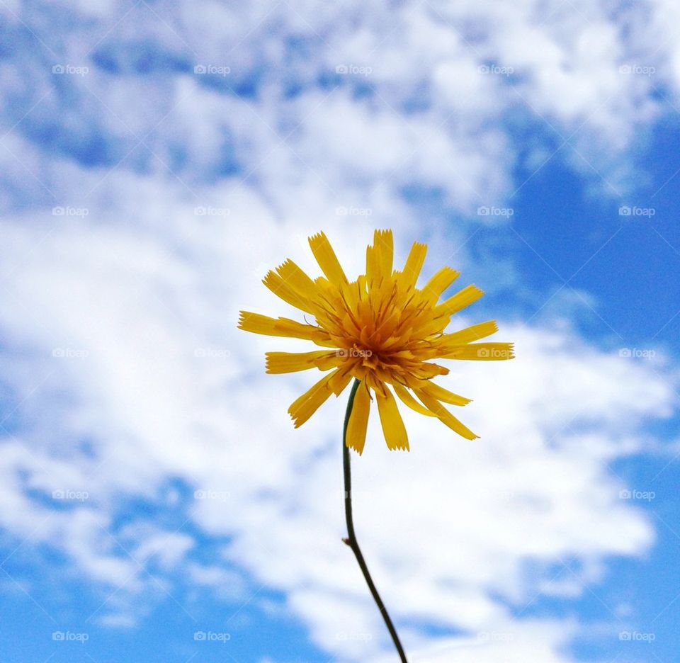 Yellow flower against cloudy sky