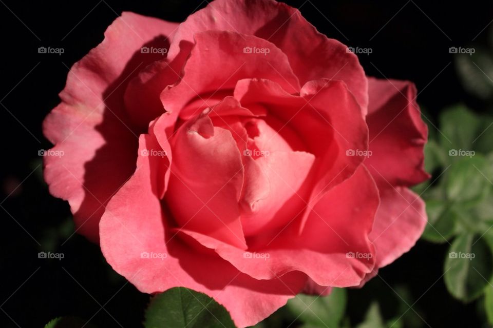 Night Shoot Rose