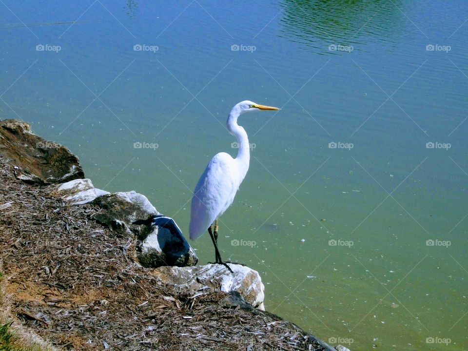Heron on the side of the lake