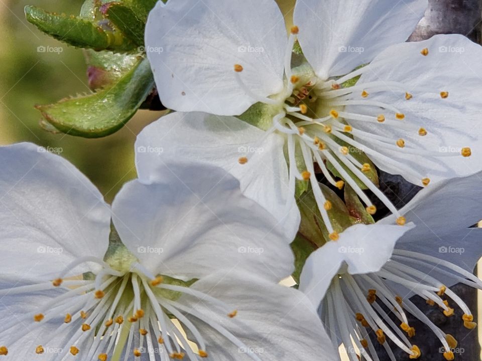 True Cherry Blossoms