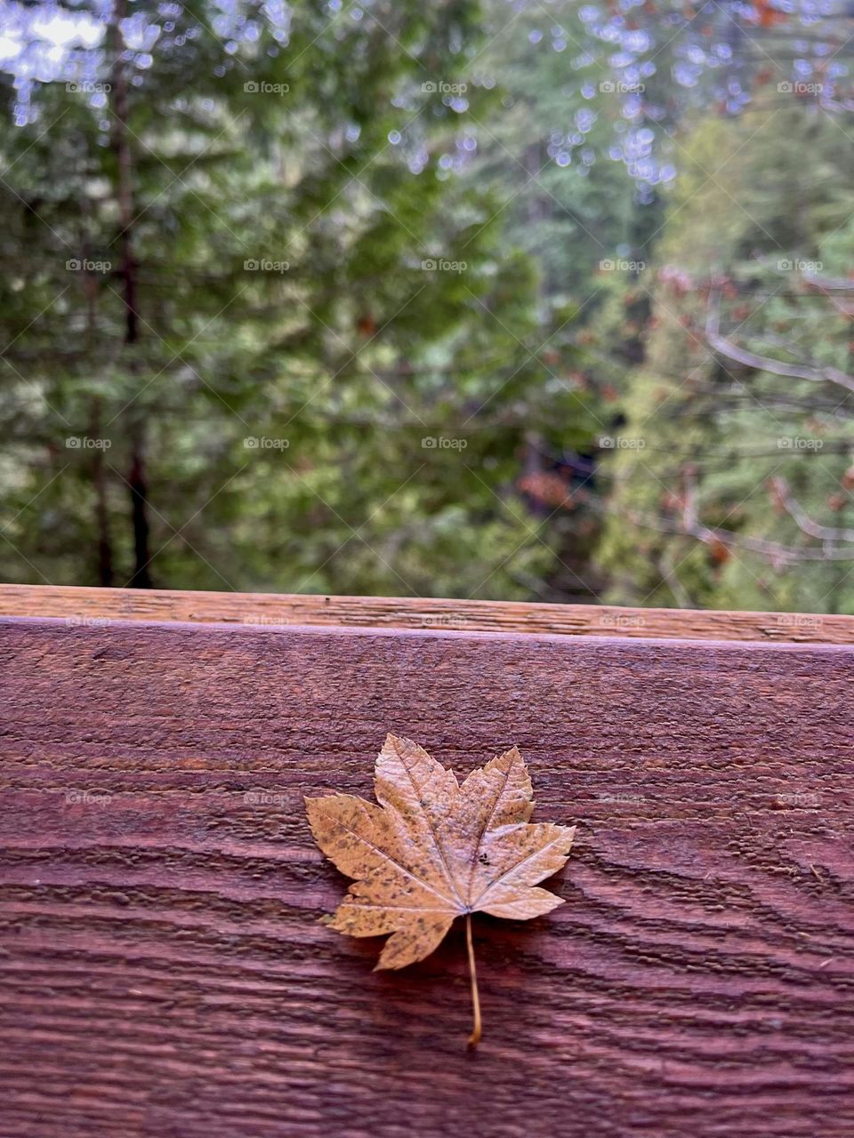 Maple leaf laying on top of a wooden fence at Capilano Suspension Bridge Park in North Vancouver British Columbia 