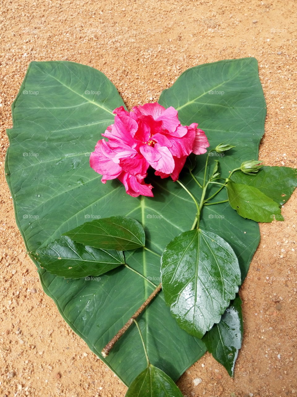beautiful red flower