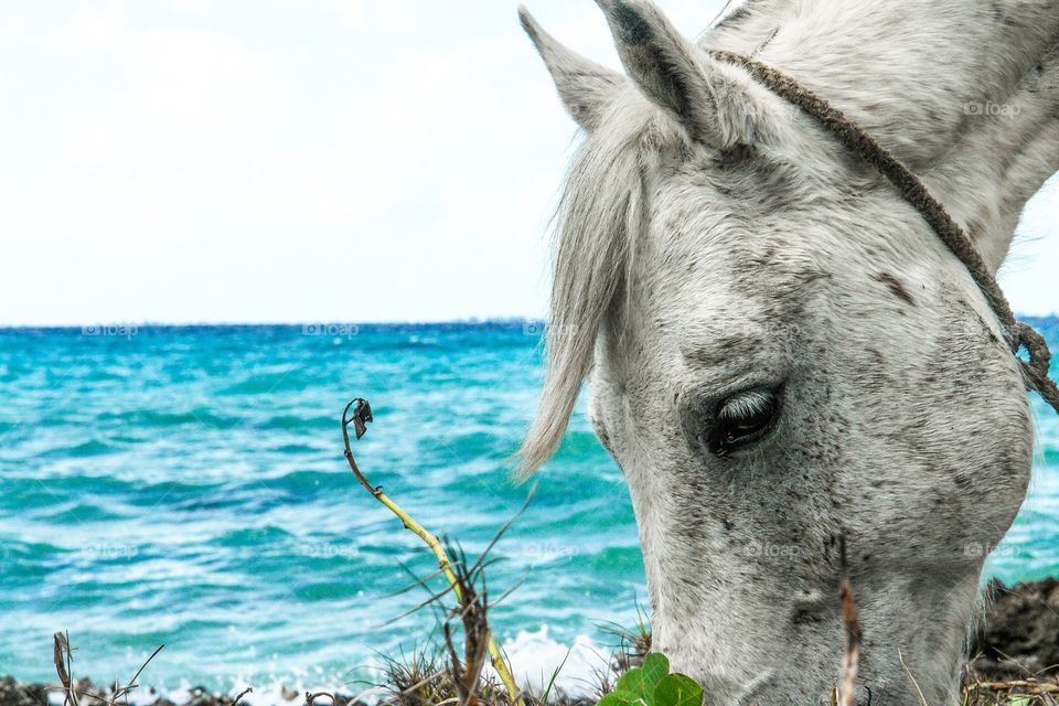 Caballo comiendo en la costa 