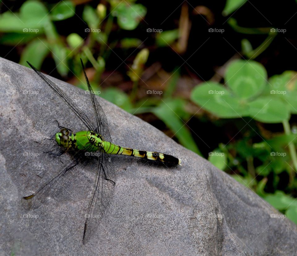 Dragonfly 