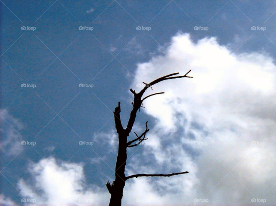 No Person, Sky, Outdoors, Nature, Tree