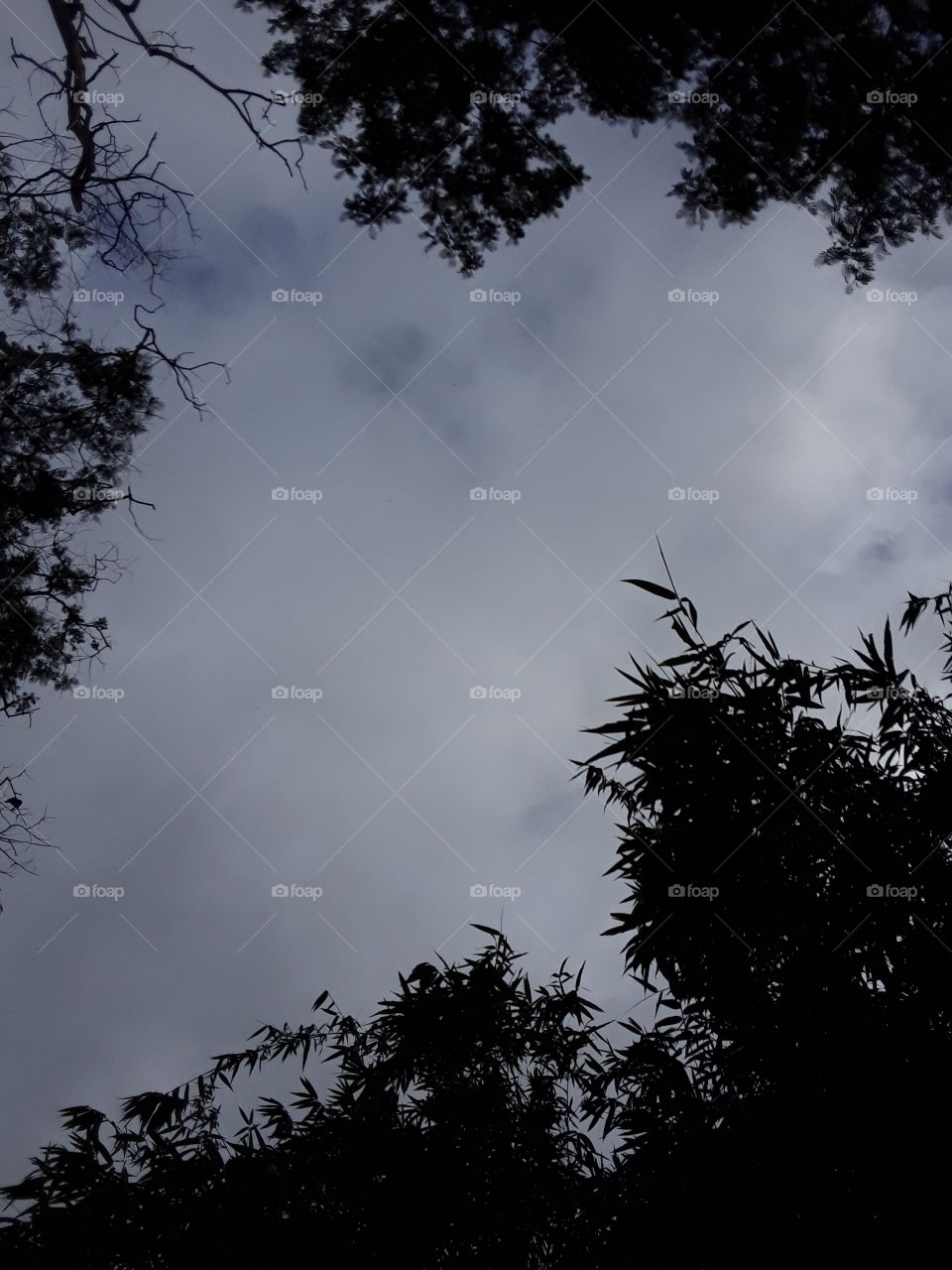 beautiful dark location with blue sky. this picture has big trees.