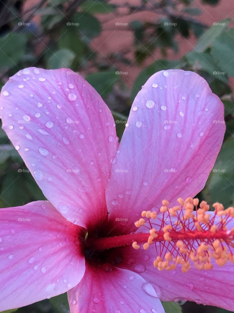 Beautiful purple flower