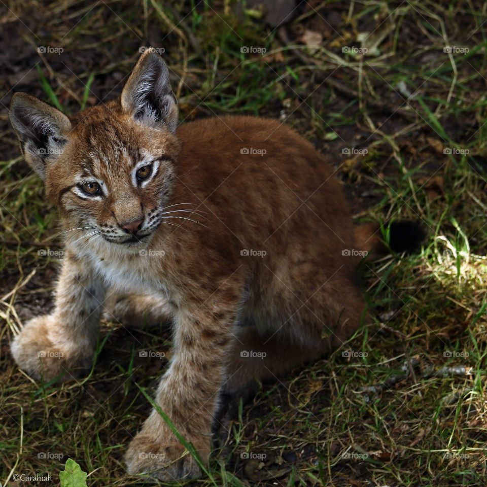 baby lynx / bobcat