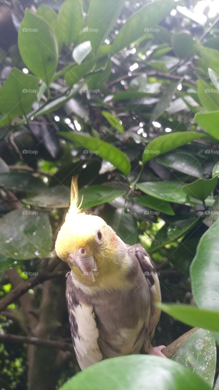 cockatiel on green tree