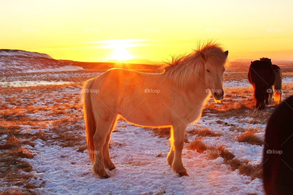 Icelandic horse