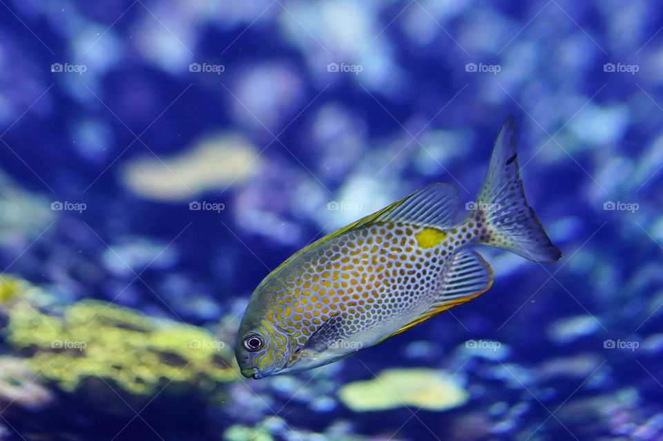 Beautiful and cute fish