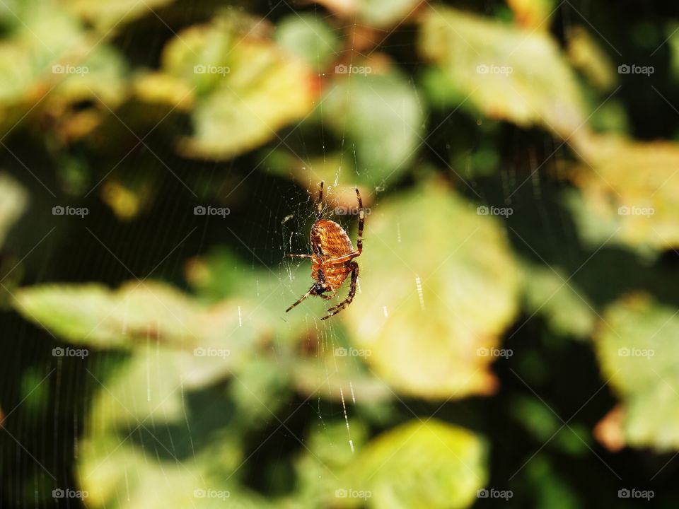 A spider waiting for some bug or fly to get caught in its web