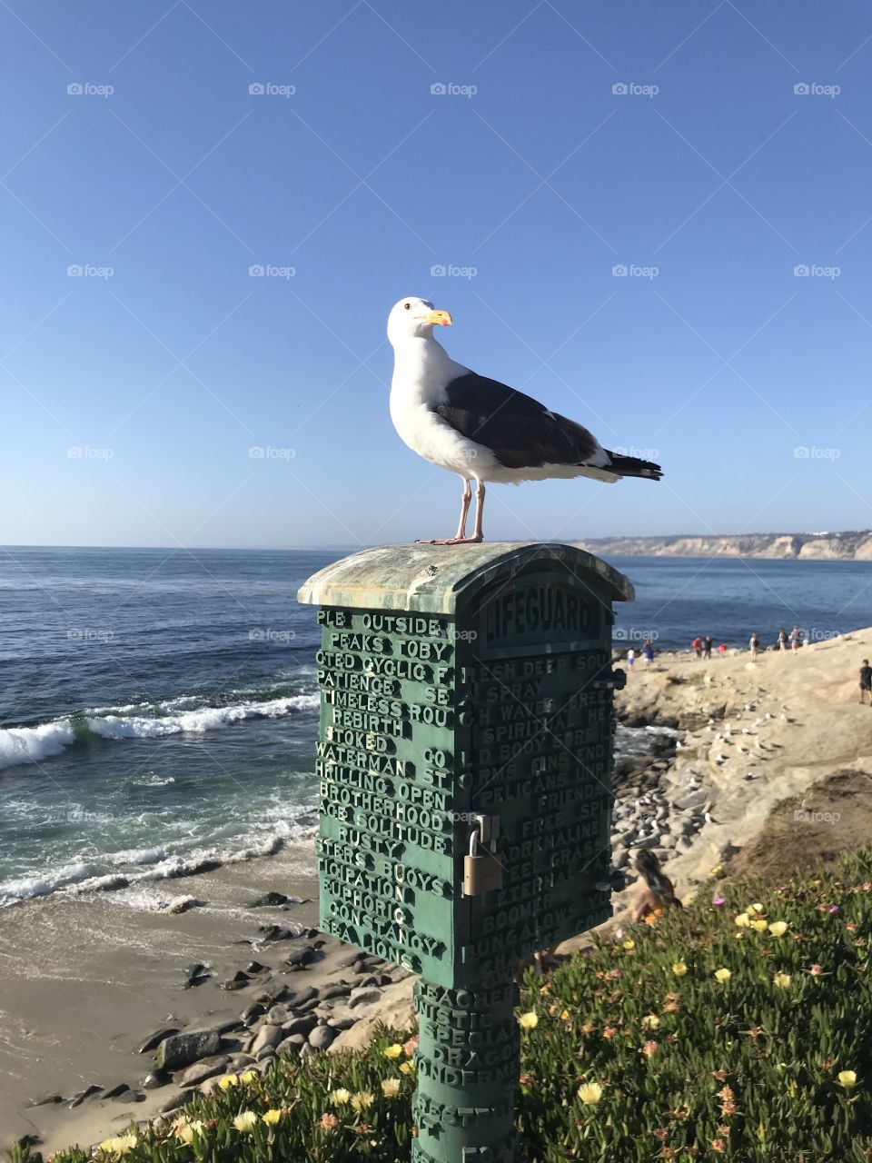 Seagull 