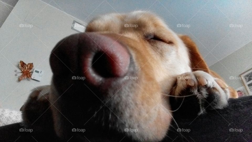 Selfie dog