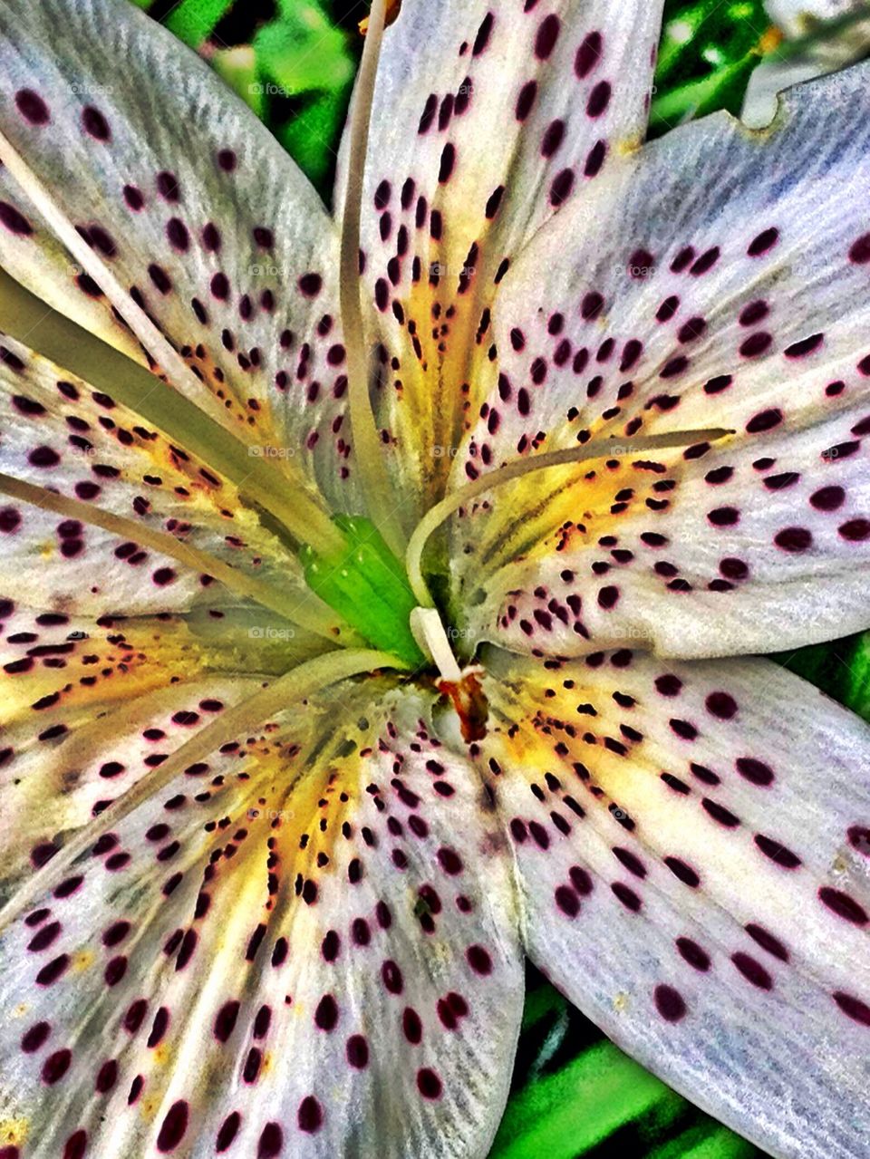 Macro Lily