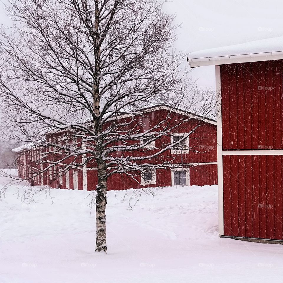 Red houses