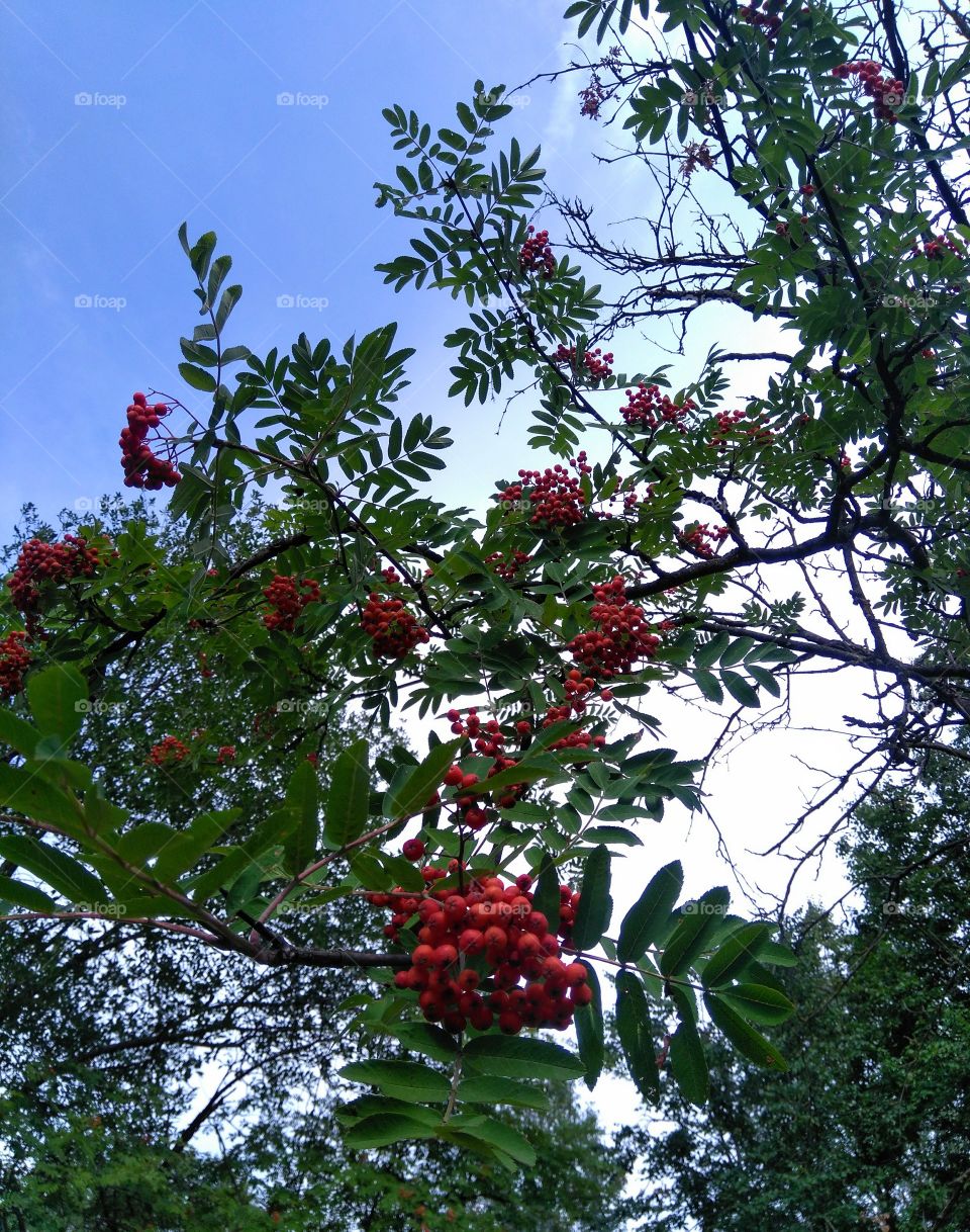 summer landscape in the green park red berries trees and sky view