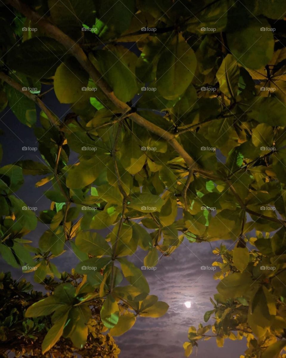 Observando a través de los árboles 