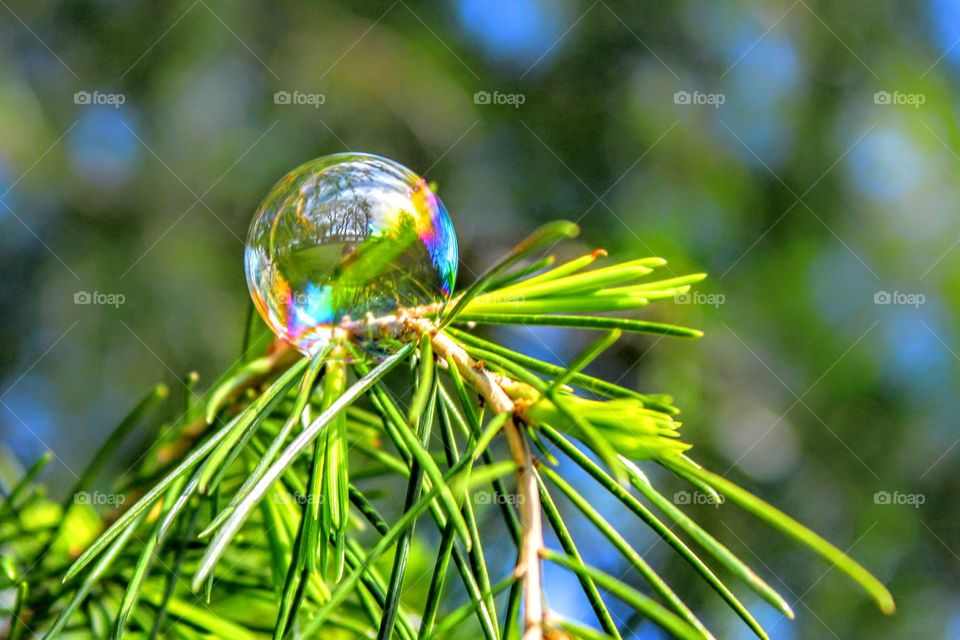 Close-up of bubble on pine tree