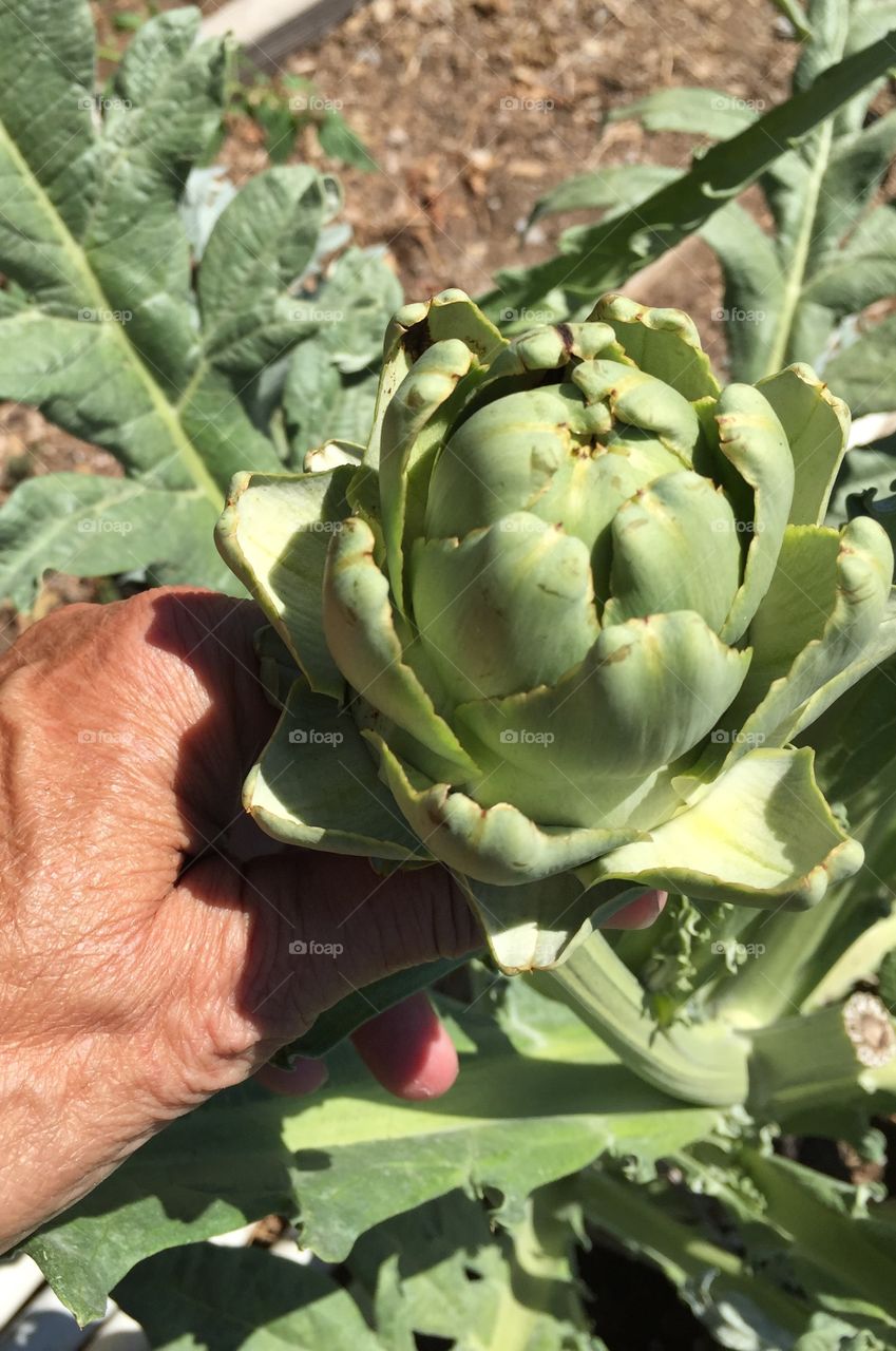 Late harvest artichoke