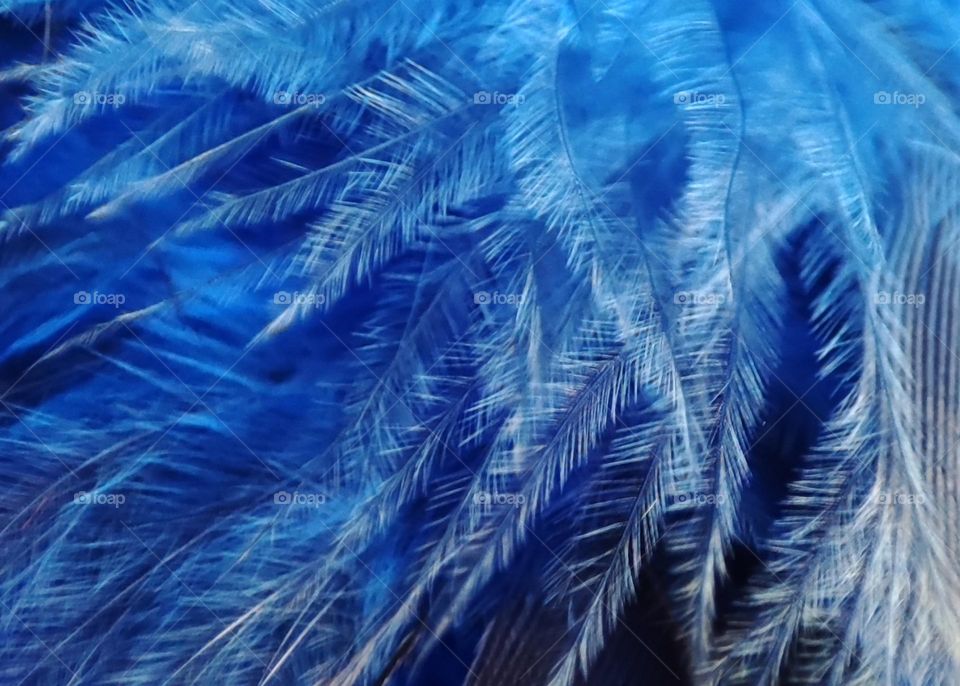 Blue Feathers Close up