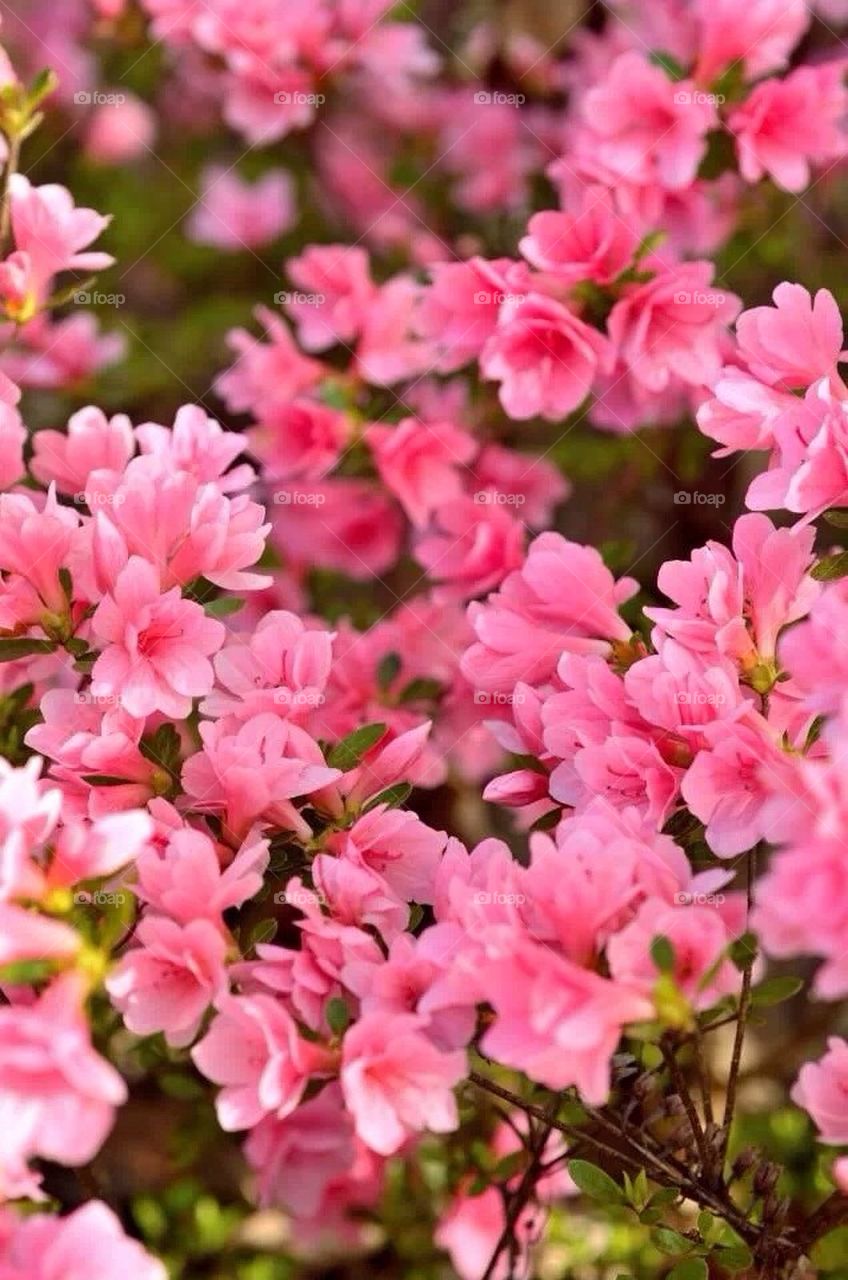 Azalea 