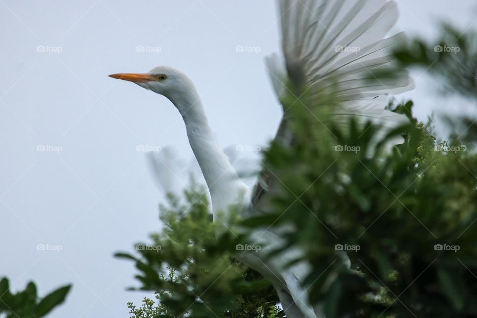 White cattle egret sitting in a tree