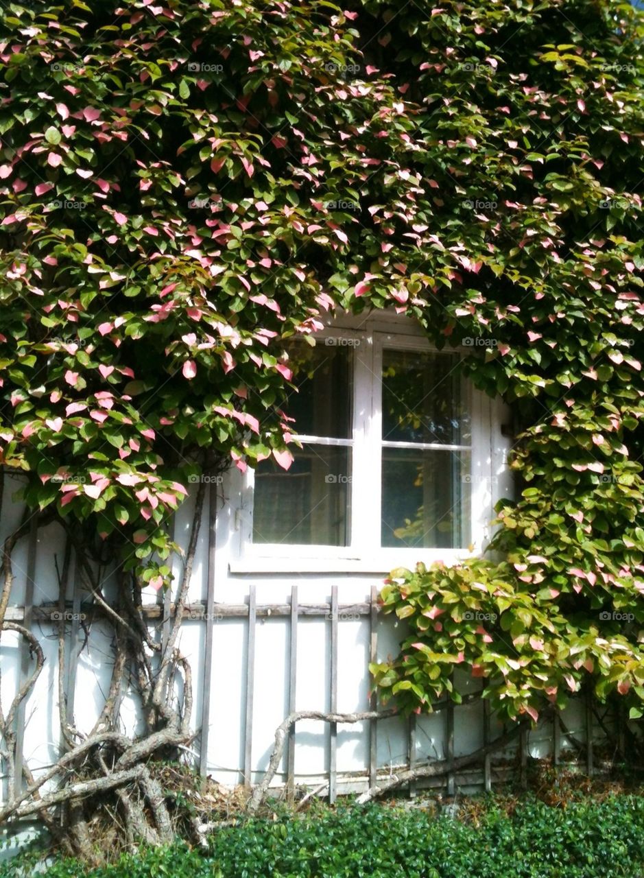 window leafs denmark humlebæk by lenacarlsson