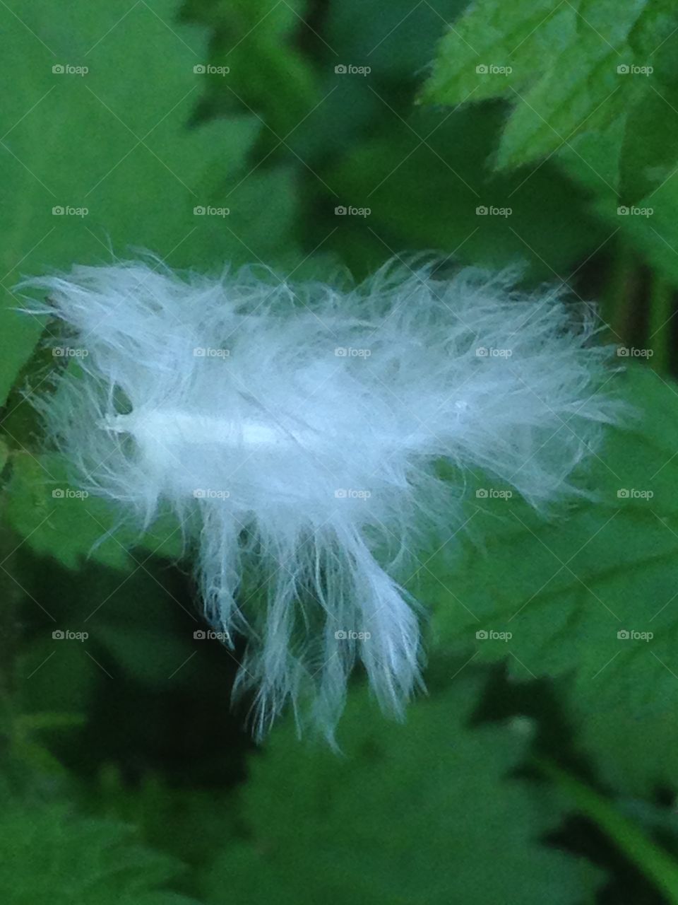 Bird feather