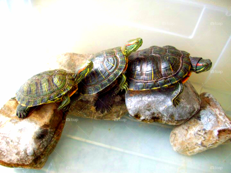 Family turtles