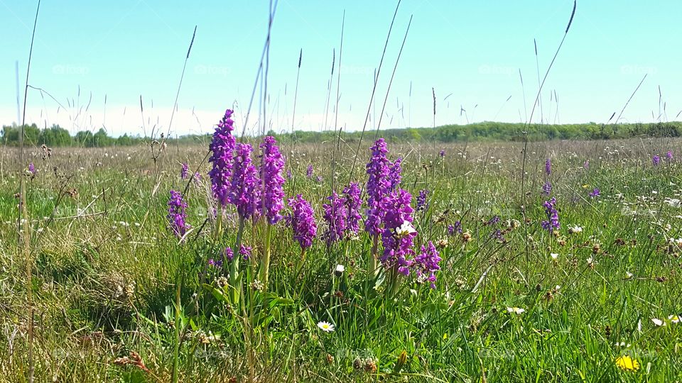 Orchids on Alvaret