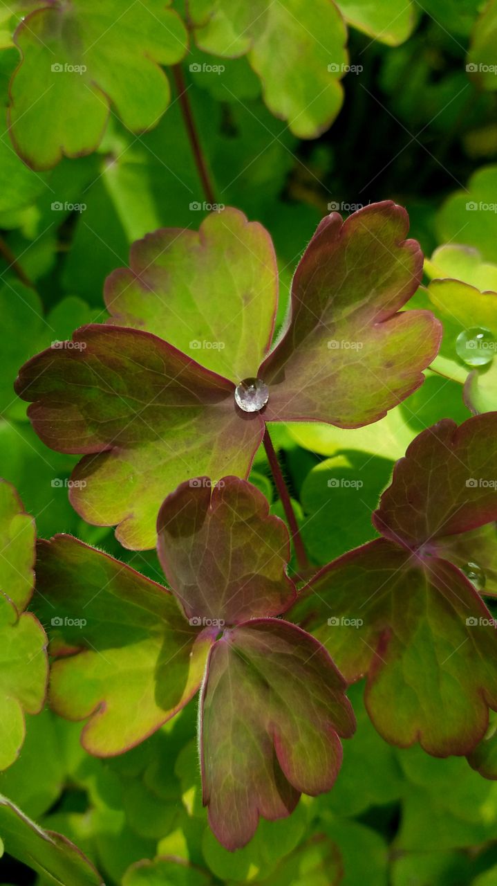 drops after rain