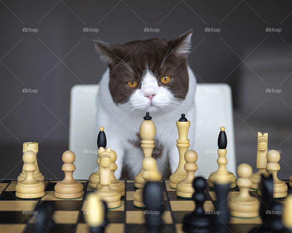 Cute british shorthair cat playing chess
