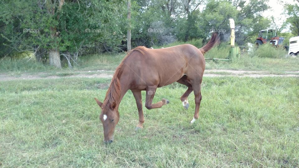 Sorrel mare on two feet