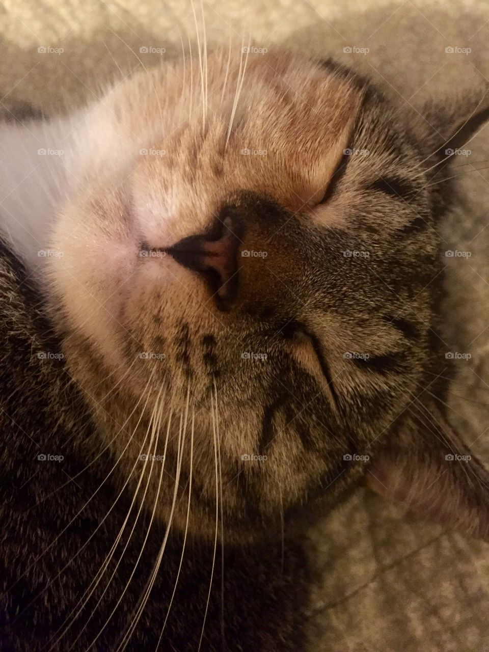 Smiling calico cat
