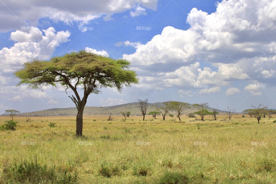 Beautiful Serengeti 