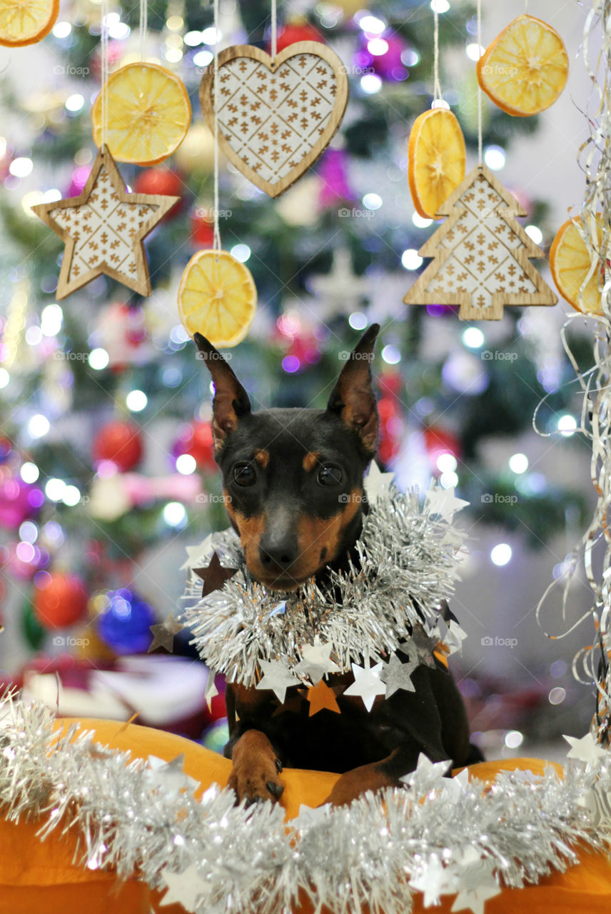 Christmas pinscher dog