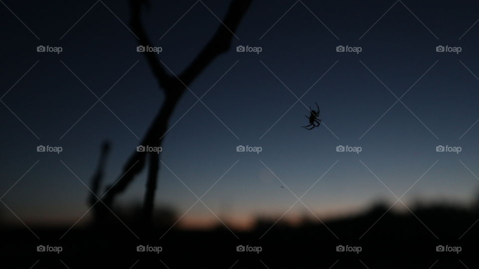 Spider in the night 