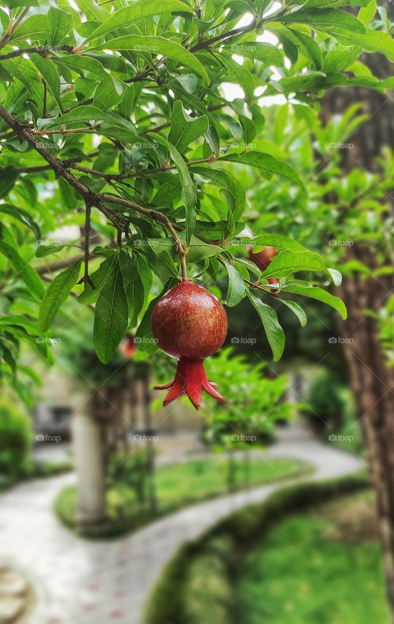A close up of an unripe pomegranate on the tree, with so many leaves around it.