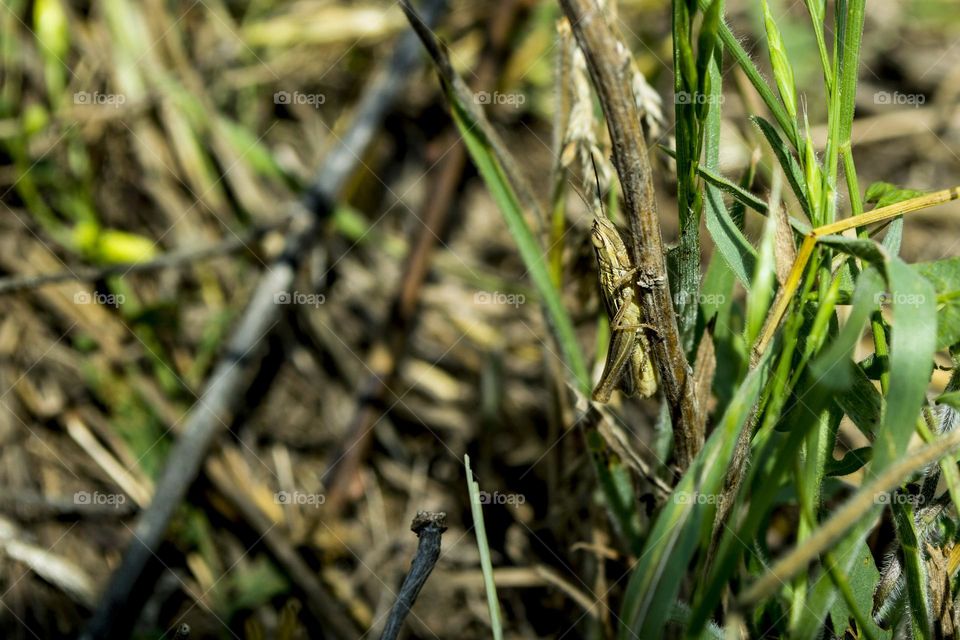 Grasshopper in the grass (perfect disguise)