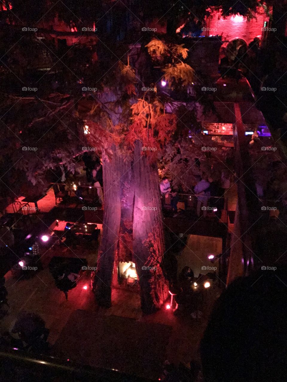 Cliftons republic bar. Indoor nature scene of tree in a building