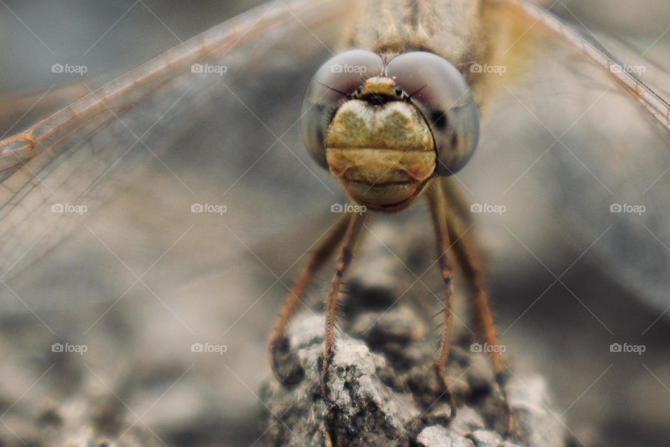 Closeup of dragonfly 