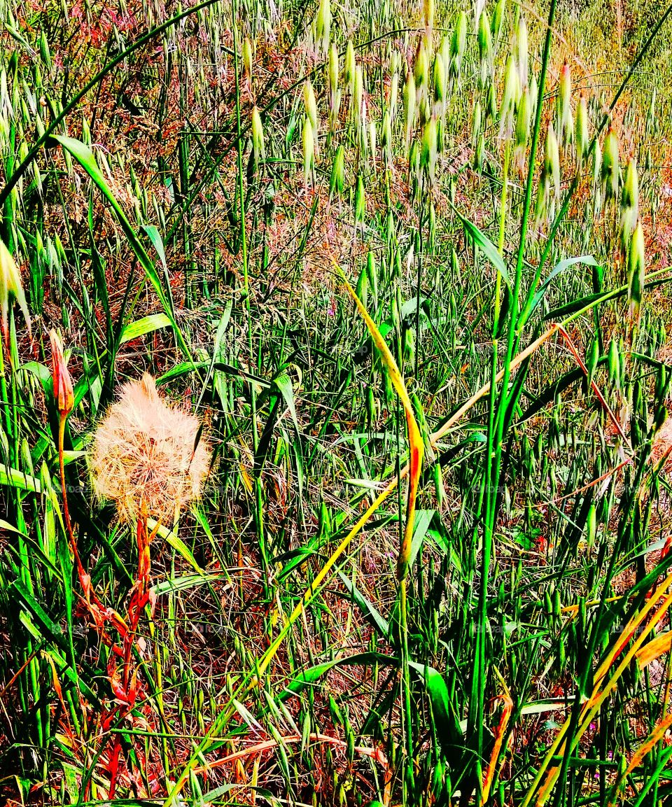 Grass, Nature, Flora, Field, Outdoors