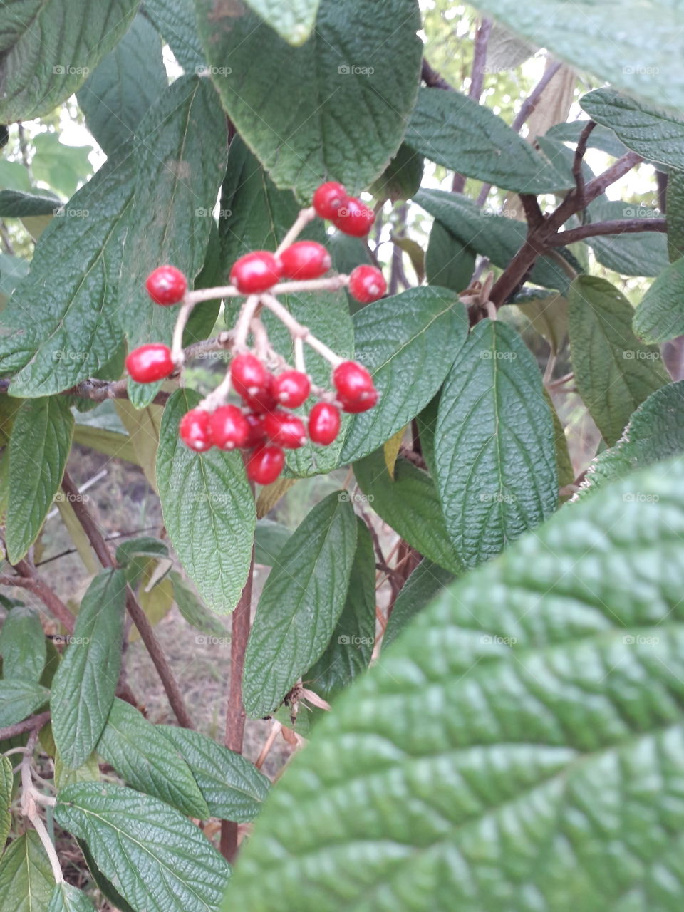 red fruits of viburnum