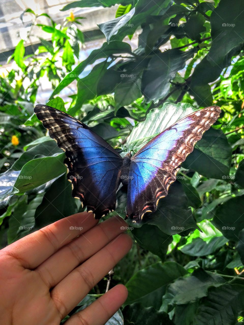 Close-up of hand with butterfly