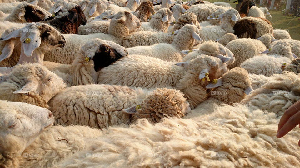 Sheep farm. Sheep 🐑 🐑 🐑 🐑 🐑 🐑 🐑 🐑 🐑 farm, fleece, wool, ttzanzone, z1f