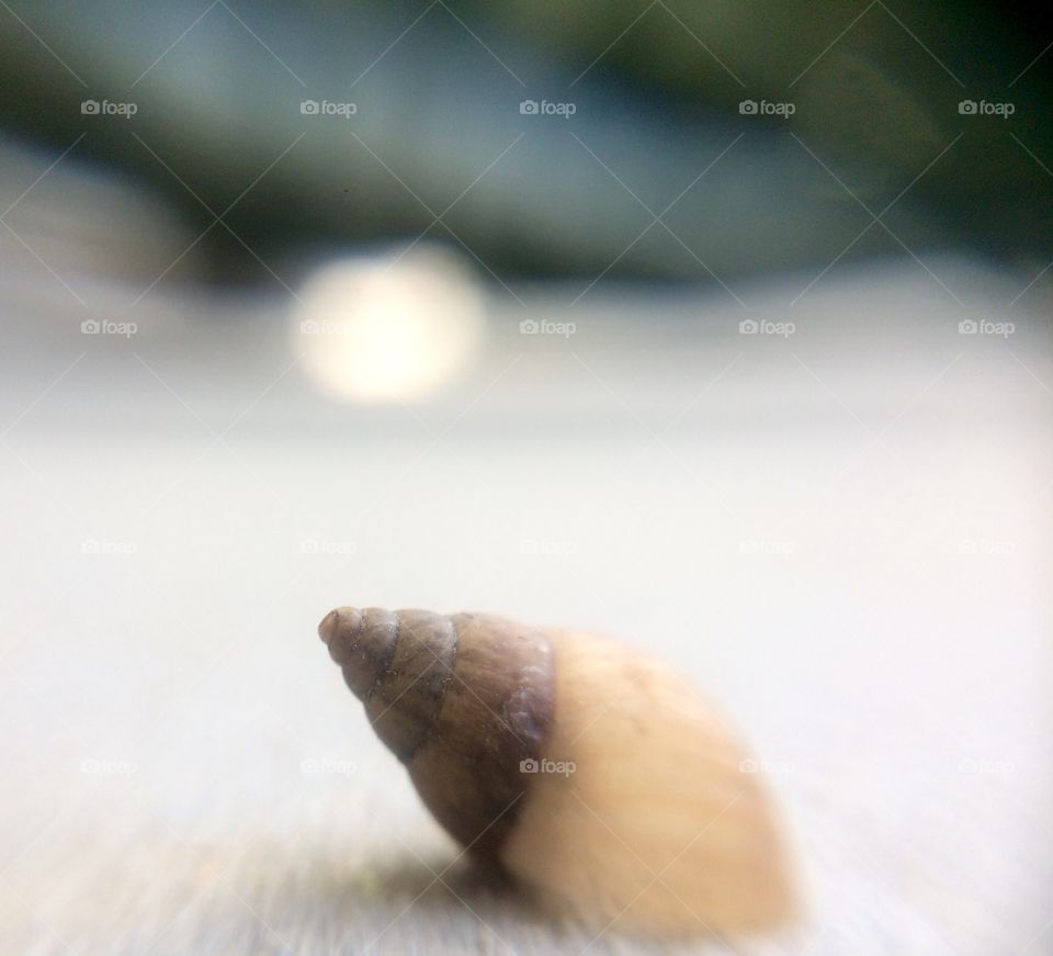 A snail in the way  | Photo with iPhone 5S + Macro lens.
