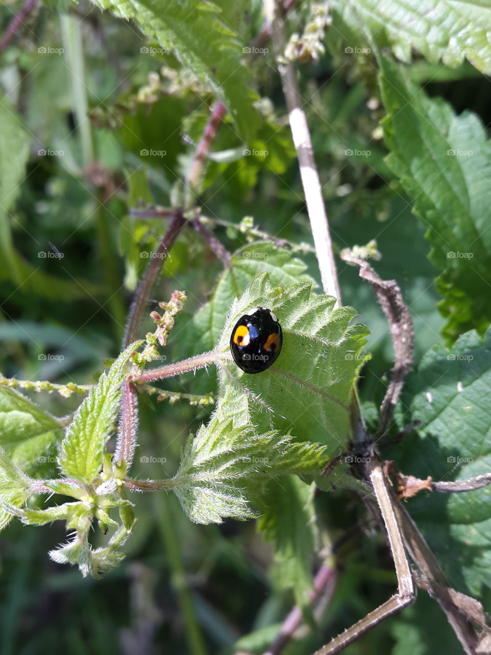 tiny little bug with gran markings to ward off anything wanting to make it a meal